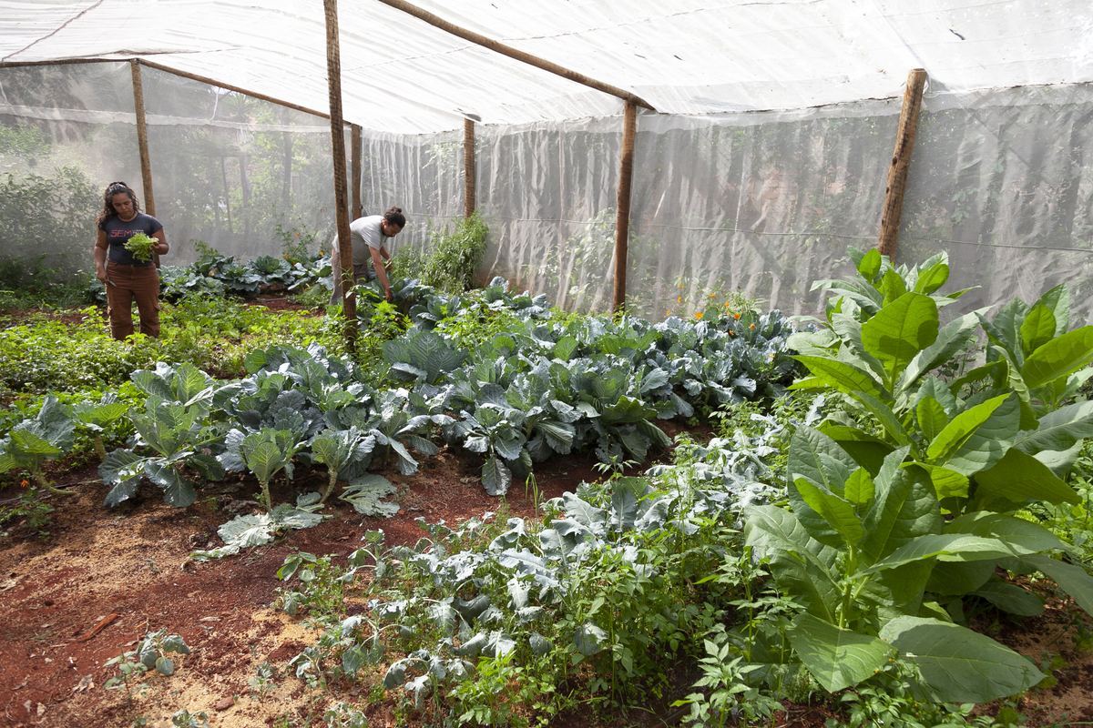 Horta agroecológica Sertão Verde